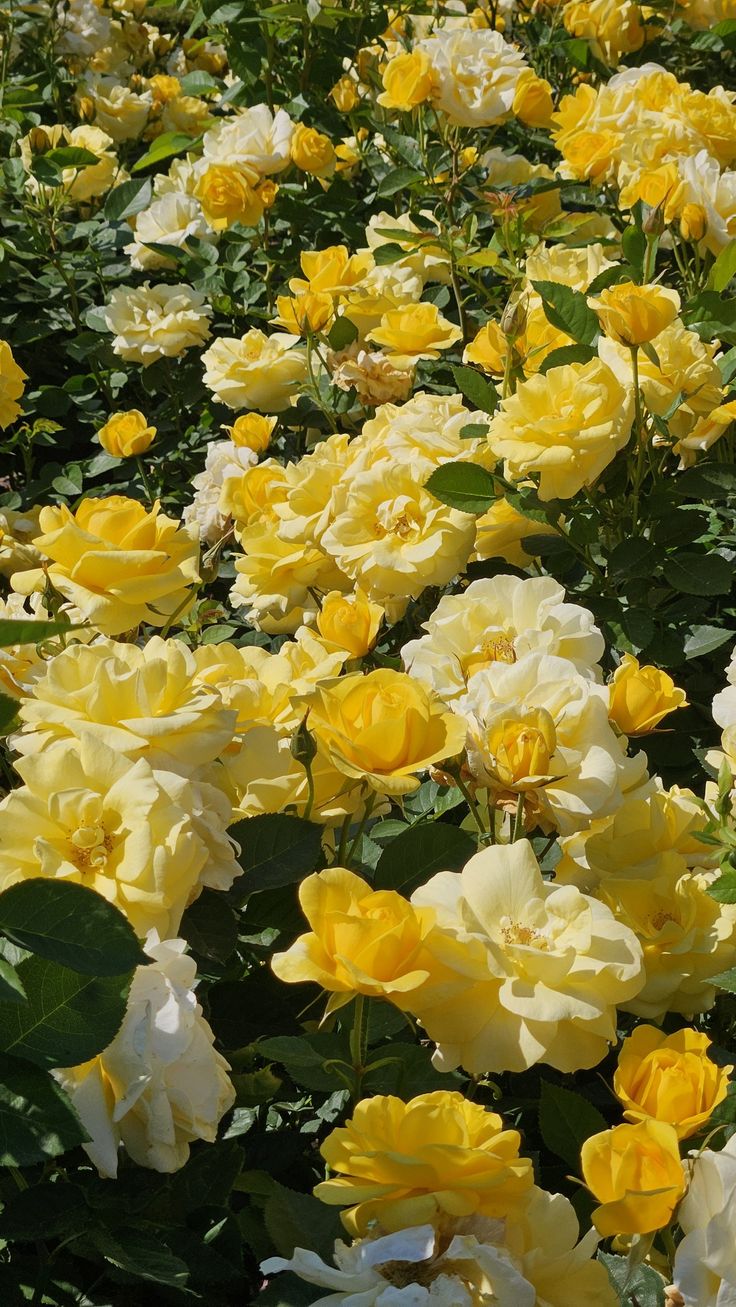 many yellow and white flowers in a field