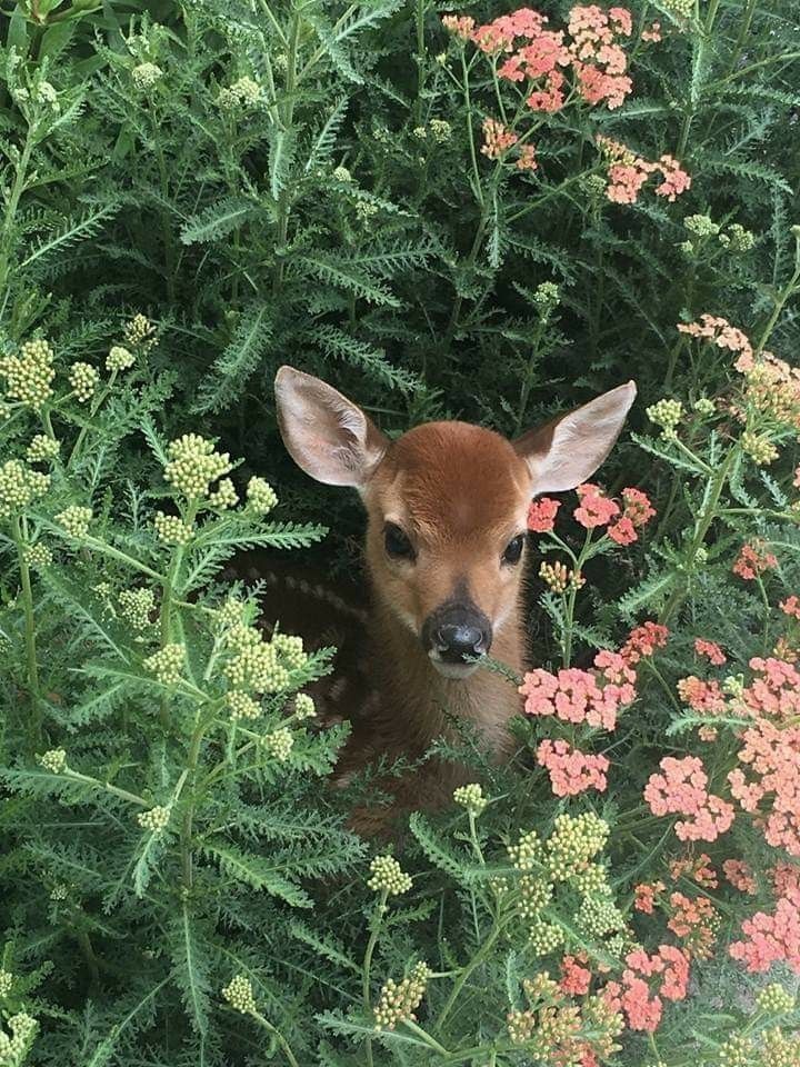 a small deer peeking out from behind some plants and flowers in the bushes, looking at the camera