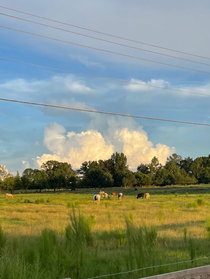 cows grazing in an open field with power lines and clouds behind them on a sunny day