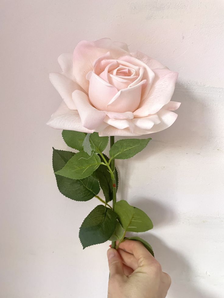 a hand holding a pink rose against a white wall