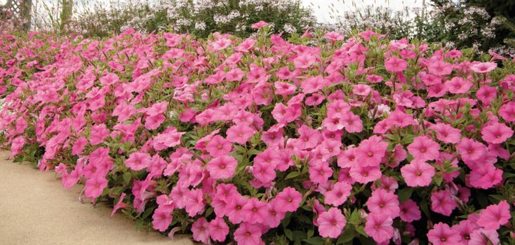 many pink flowers are growing in the ground