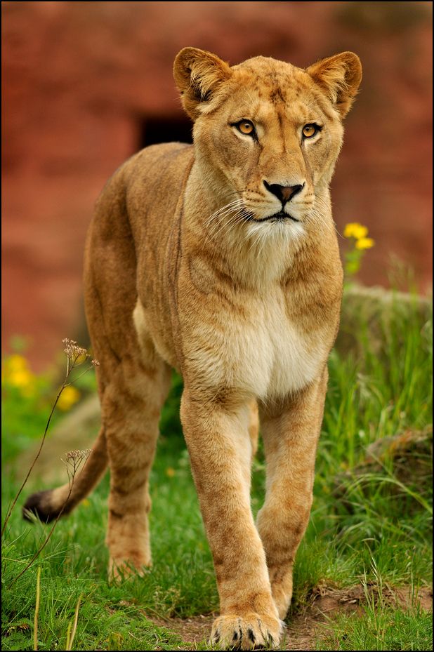 a close up of a small animal on a field