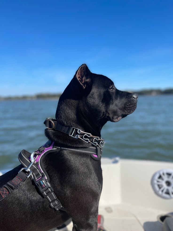 a black dog sitting on top of a boat in the water and looking off into the distance