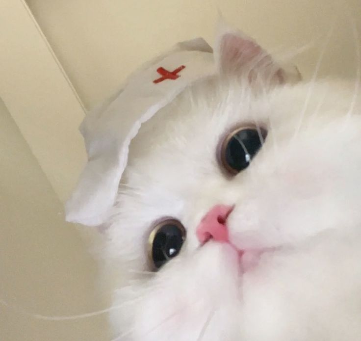 a white cat with a red cross on it's head looking at the camera