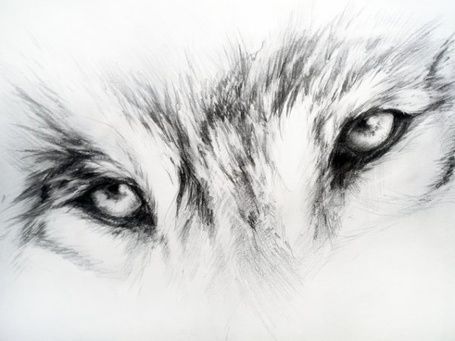 a drawing of a wolf's face with the words, nothing is possible