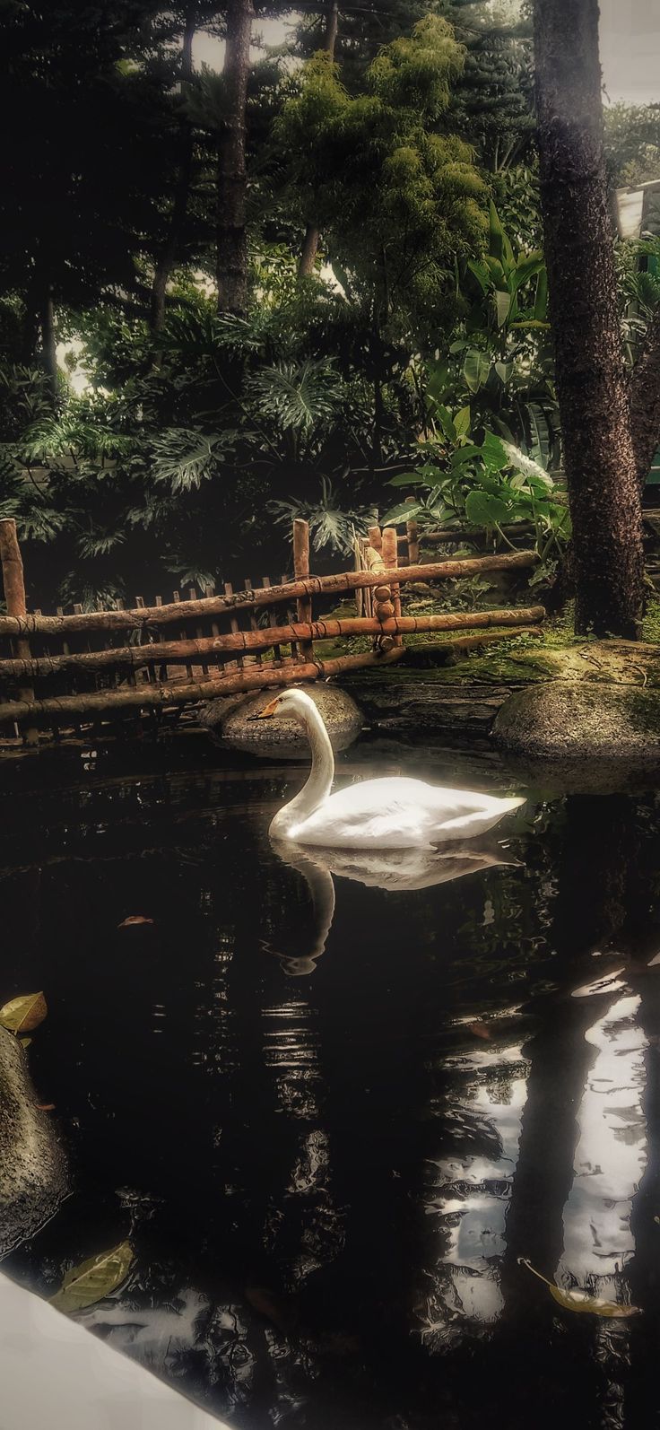 a white swan swimming on top of a pond next to a wooden fence and trees