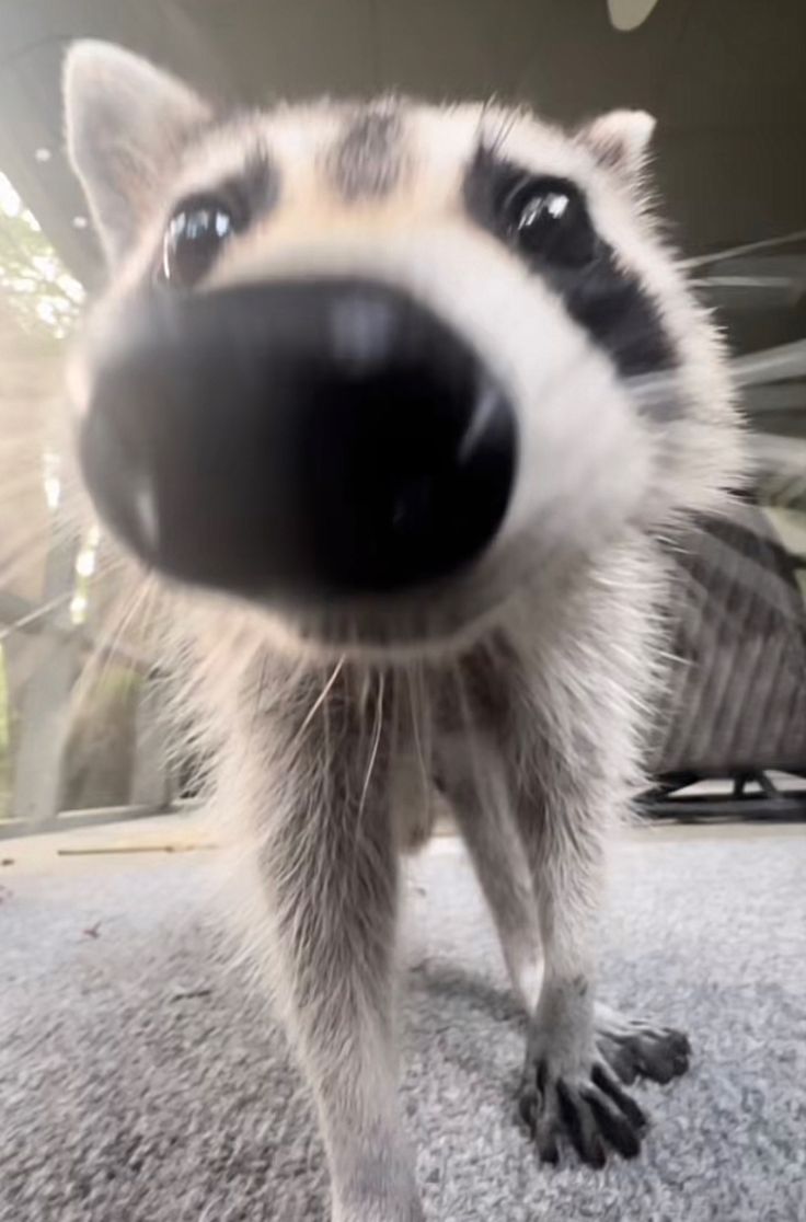 a close up of a raccoon's face on the ground with it's mouth open