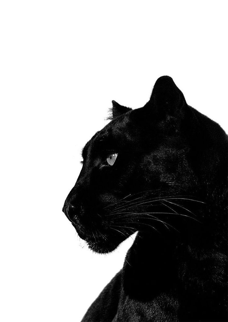 a black and white photo of a large cat