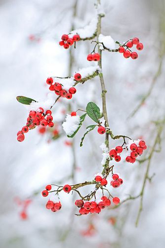 red berries are growing on a branch in the snow