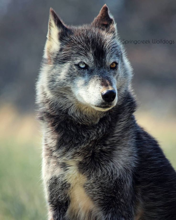 a gray wolf standing on top of a lush green field