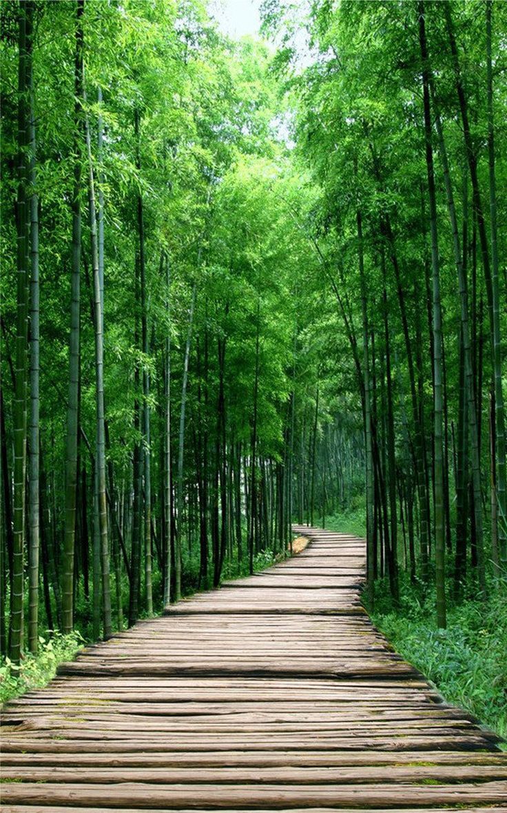 a wooden walkway in the middle of a forest with lots of trees on both sides