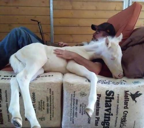 a man laying on top of a white horse