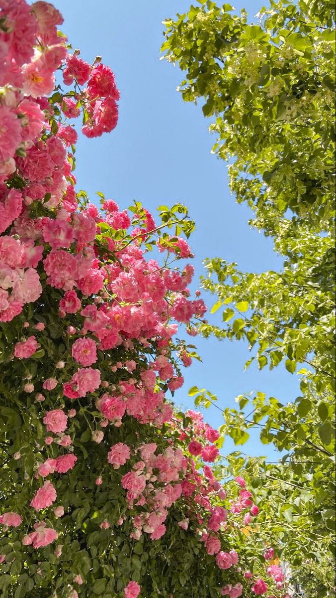 pink flowers are blooming on the side of a building with trees in the background