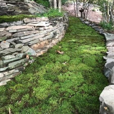 the grass is growing on the stone wall