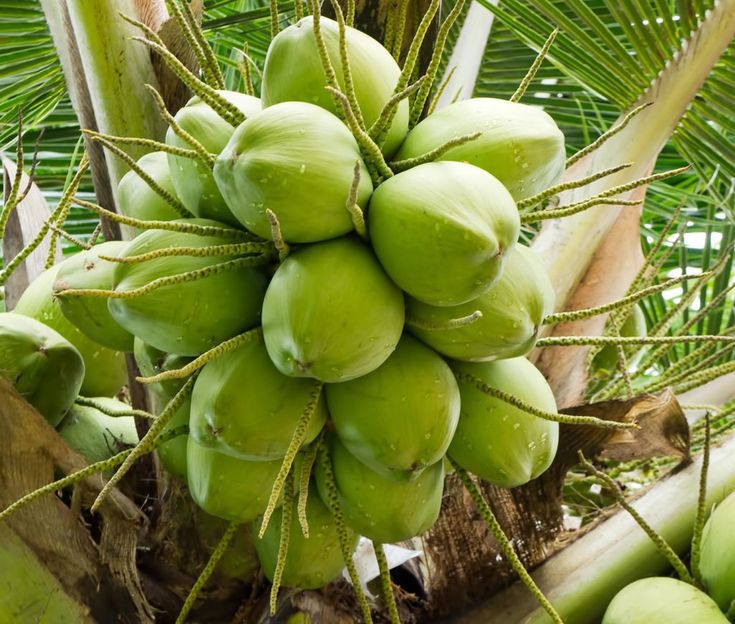 a bunch of green coconuts hanging from a palm tree