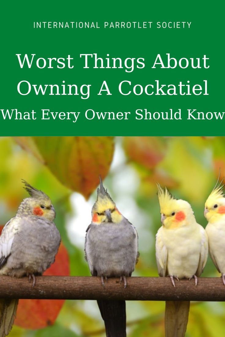 three birds sitting on top of a tree branch with the words worst things about owning a cocktail