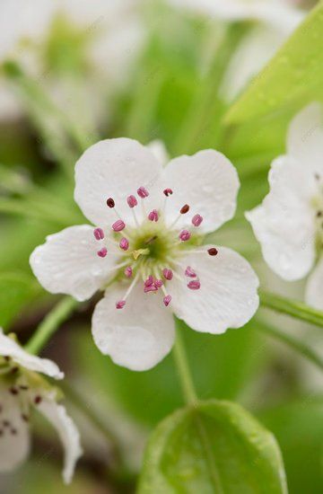 small white flowers with green leaves in the background