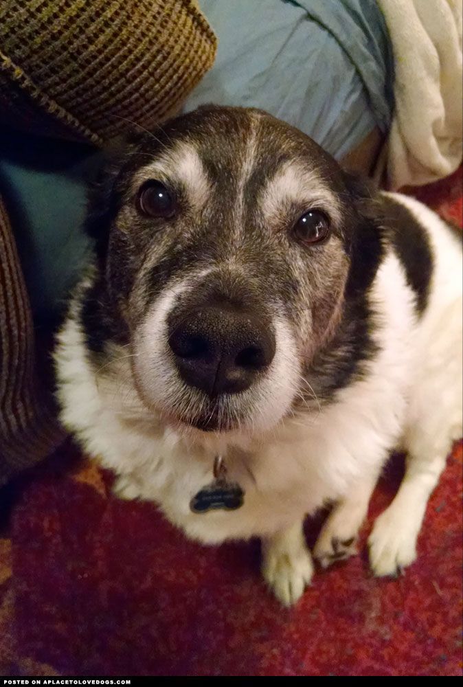 a close up of a dog sitting on the floor