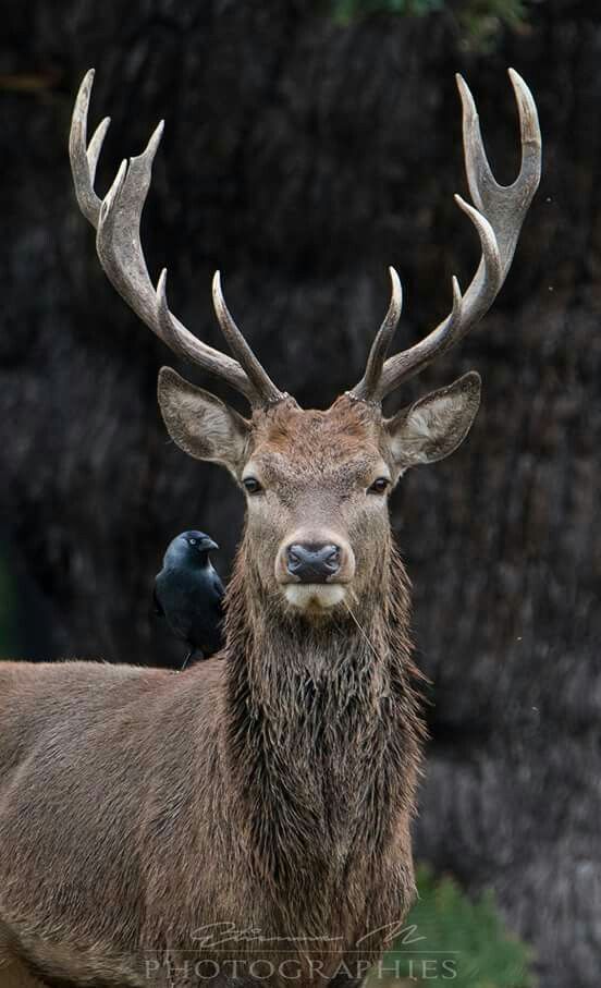 a close up of a deer with a bird on it's back