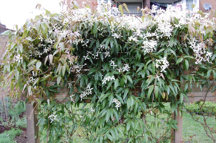 the flowers are blooming all over the fence