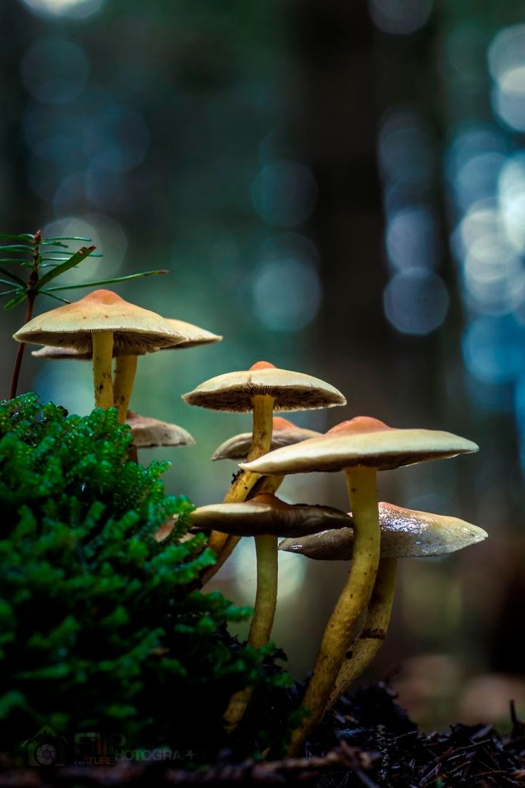 three mushrooms are sitting on the ground in front of some mossy plants and trees