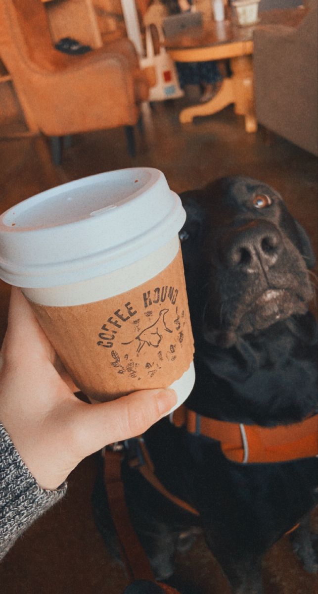 black Labrador staring longingly at coffee cup in a dog friendly cafe Dog Cafe Design Coffee Shop, Dog Friendly Coffee Shop, Pet Coffee Shop, Dog Cafe Aesthetic, Pet Shop Aesthetic, Pet Friendly Cafe, Dog Coffee Shop, Cafe Marketing, Dogs Photoshoot