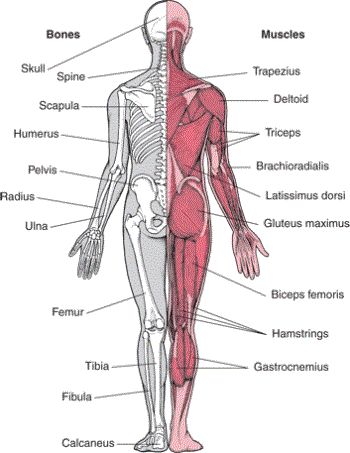 the muscles are labeled in this diagram and labeled with their corresponding names on each side