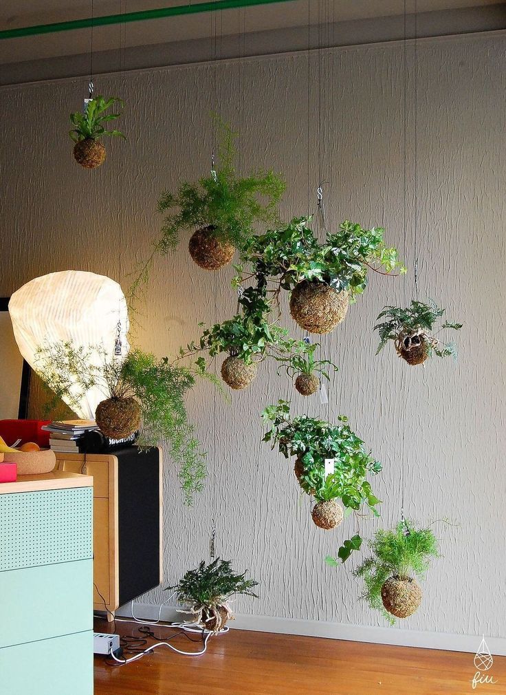 several plants hanging from the side of a wall next to a dresser and lamp on top of a hard wood floor