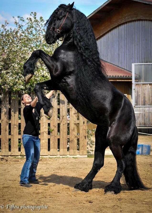 a woman standing next to a black horse on its hind legs in front of a wooden fence