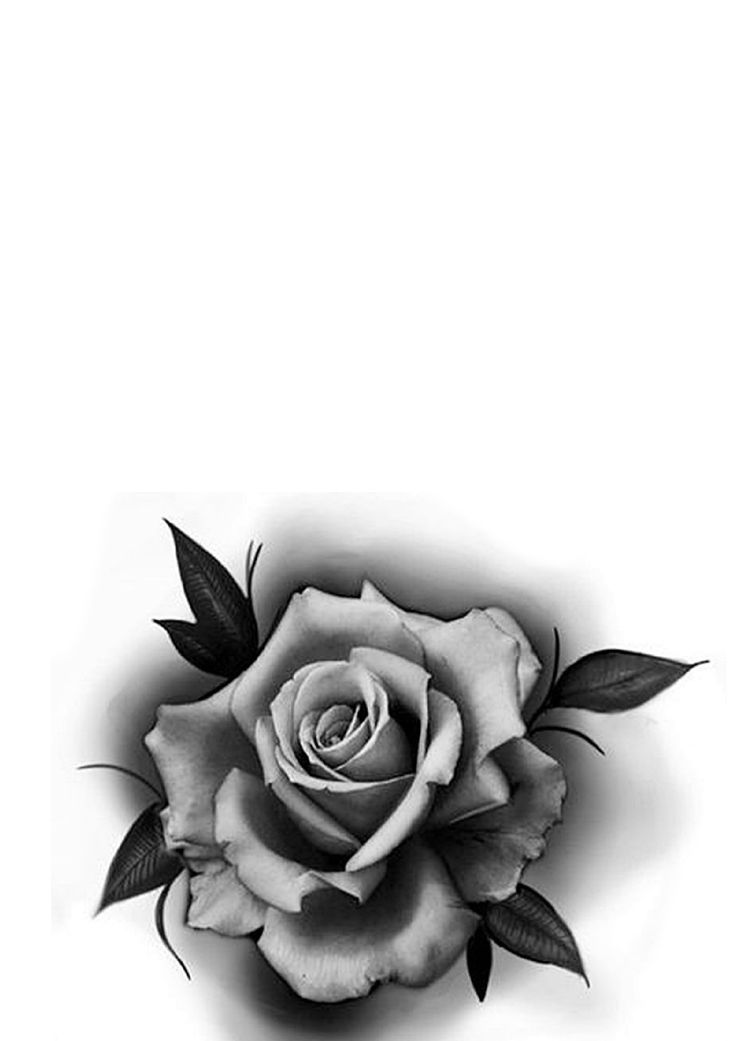 a black and white photo of a rose