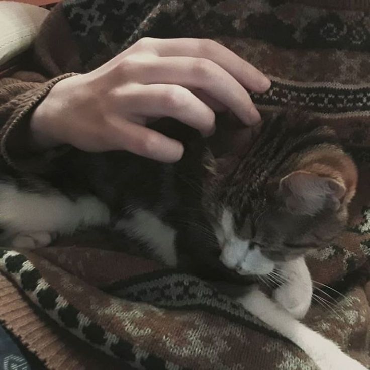 a person petting a cat on top of a blanket