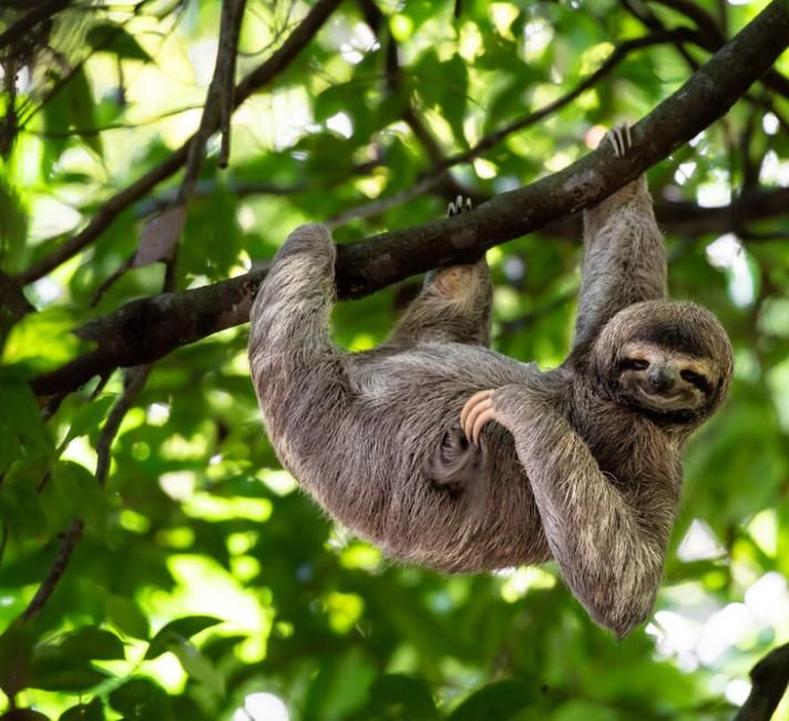 a sloth hanging upside down on a tree branch