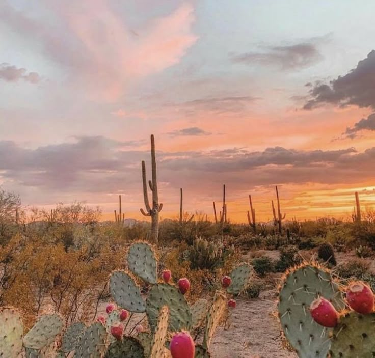 the sun is setting over some cactus plants and cacti in the desert with pink clouds