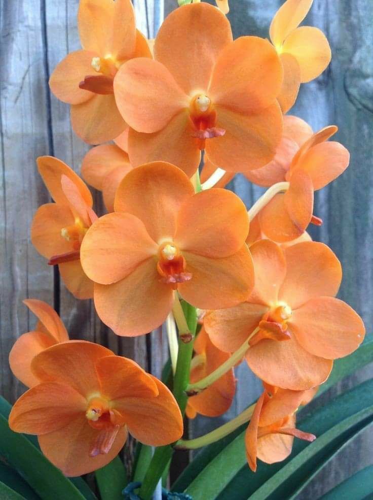 an orange flower is in a vase on a wooden table next to a wood fence