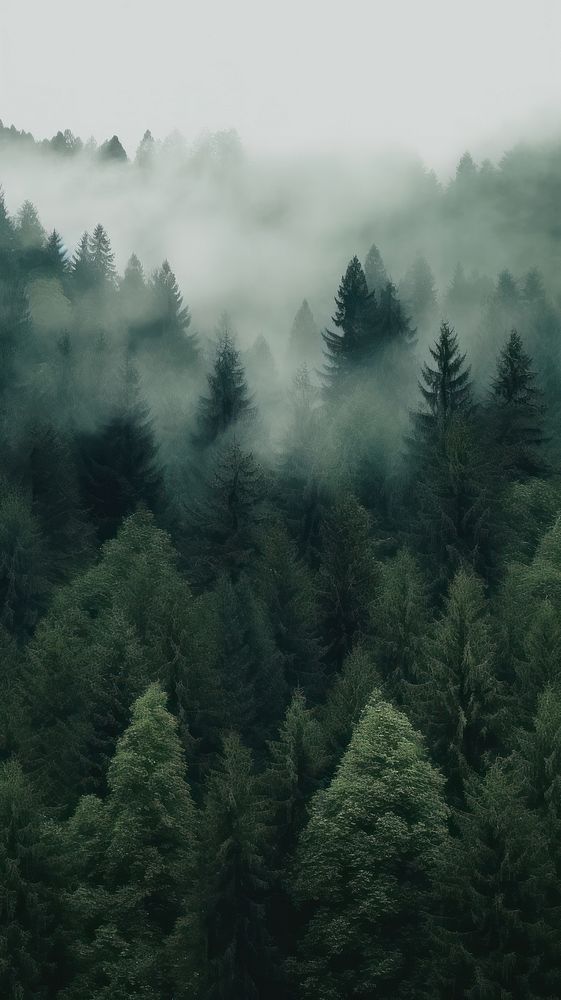 a forest filled with lots of green trees covered in foggy clouds and mist rising from the tops