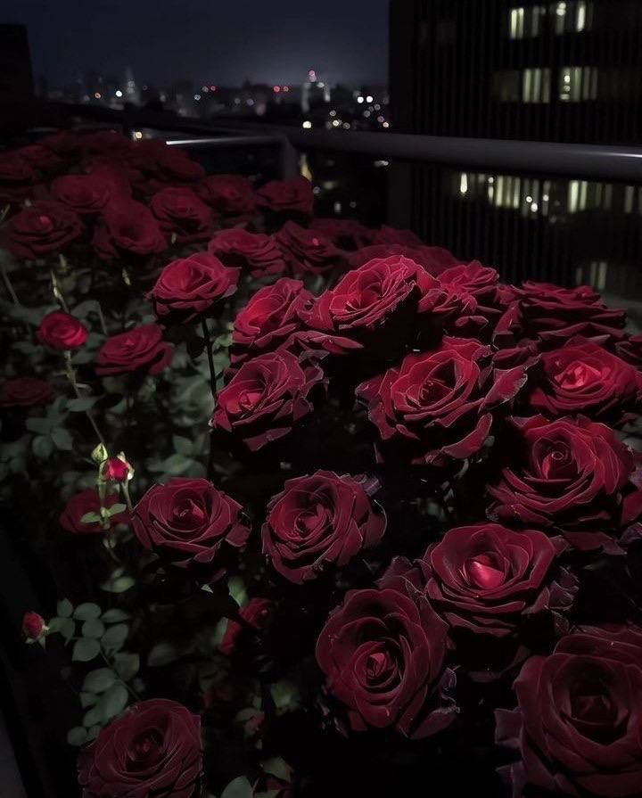 many red roses are growing on the side of a building at night with city lights in the background