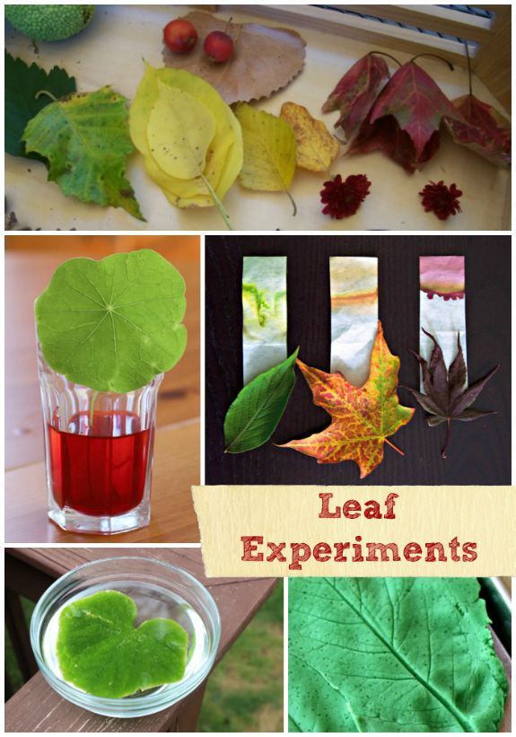 leaf experiments and activities for kids