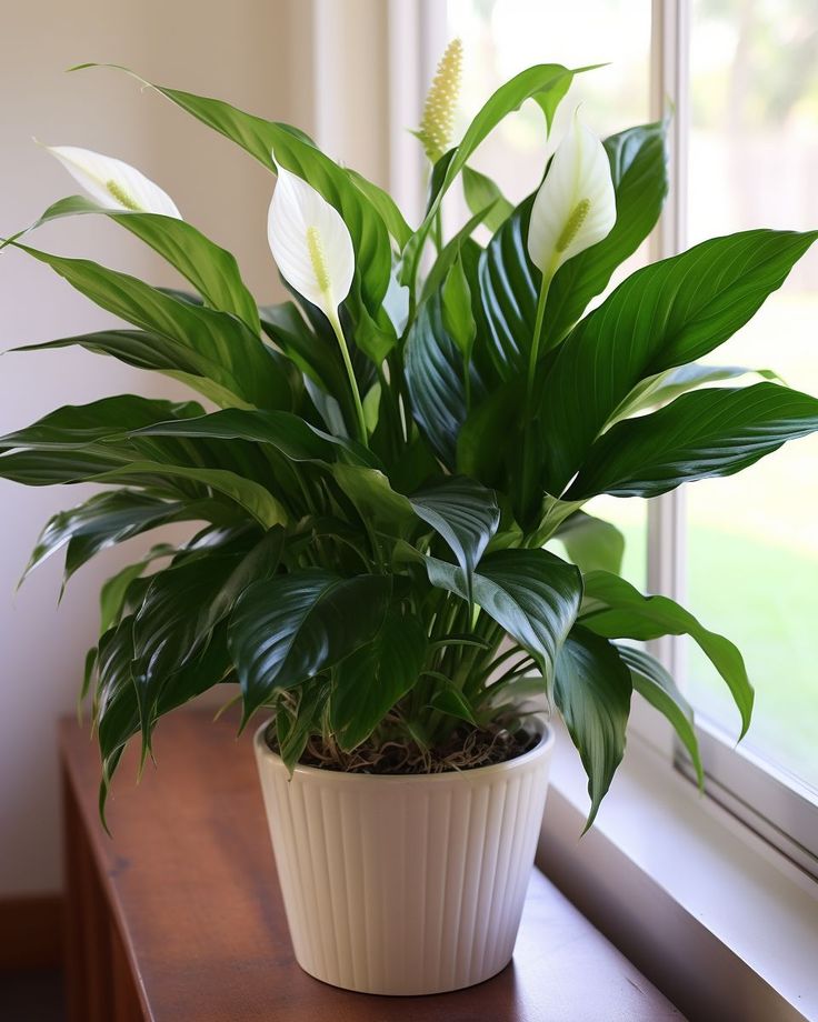 a white potted plant sitting on top of a wooden table next to a window