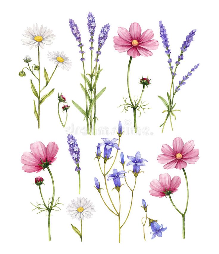 wildflowers and daisies are painted in watercolor on a white background,