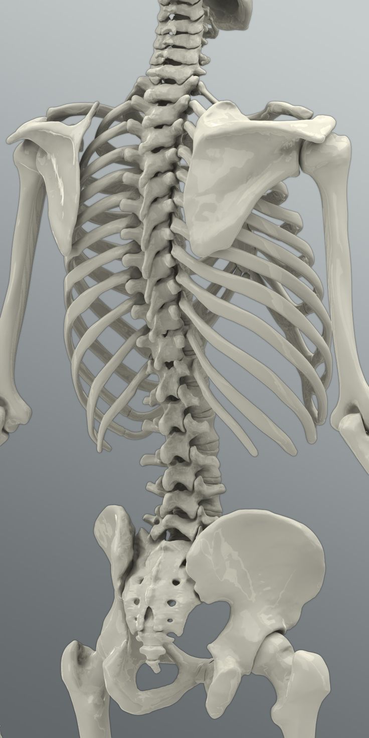 an image of a human skeleton showing the lower body and upper limb bones, viewed from above