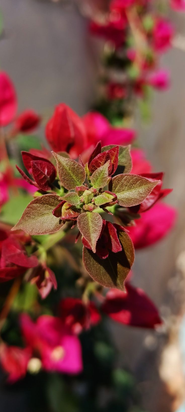 زهور Flowers, flower, plant, crazy plant Micro Flowers, Micro Photography, Reference Images, Red Peppercorn, Flowers, Photography, Red