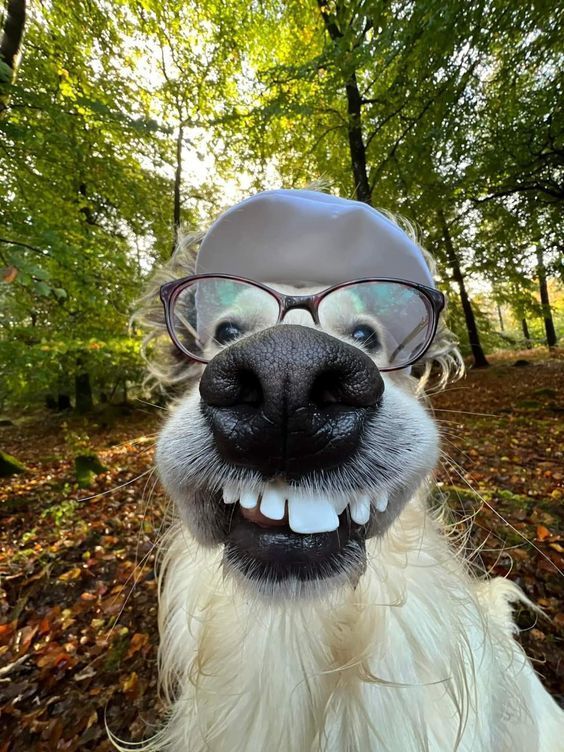 a dog wearing glasses and a hat in the woods