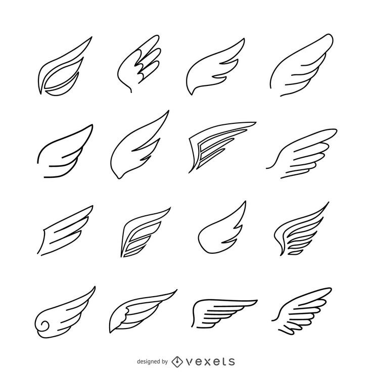 the different types of wings drawn by hand