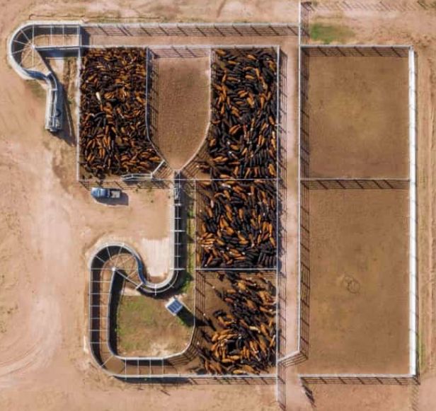 an aerial view of a field with many rows of plants