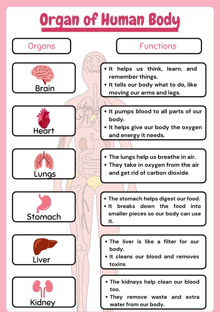 the organ organs and their functions in human body