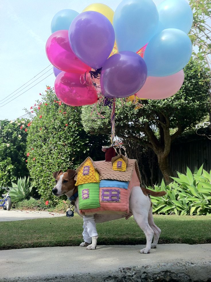 a dog carrying balloons and a house on it's back