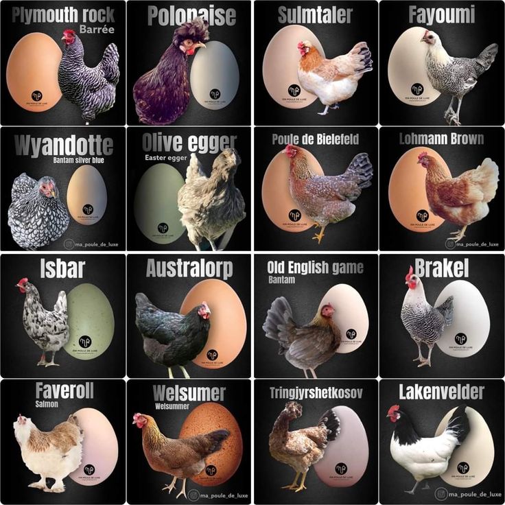 an image of different types of chickens in the same language and numbers on each egg