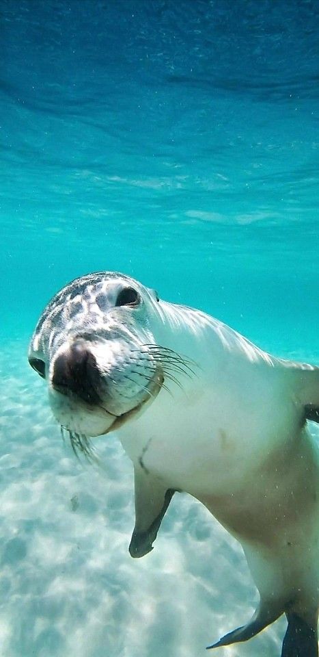 a sea lion swimming in the water