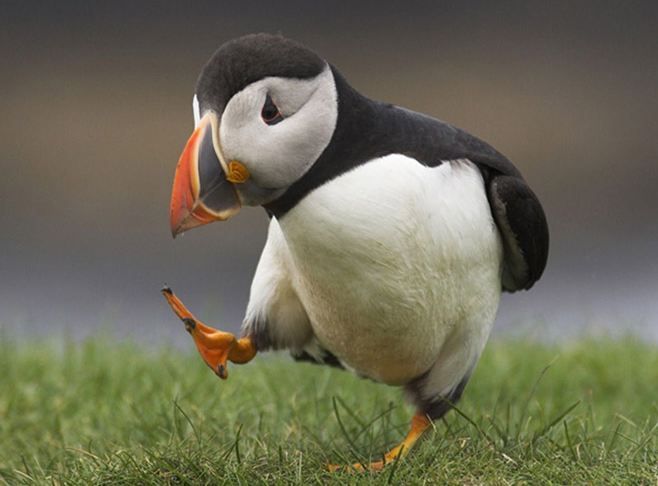 a black and white bird with an orange beak is standing on the grass looking at something in its mouth