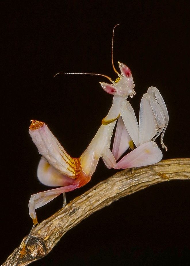 a close up of a praying mantissa on a branch with its wings open